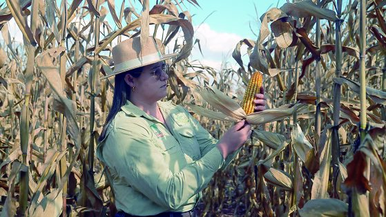 No momento, você está visualizando Agro de MT fecha junho com 447 mil postos de trabalho