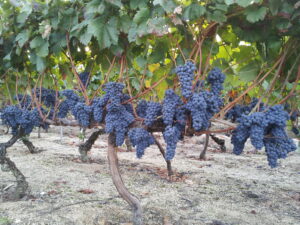 Leia mais sobre o artigo Brasil faz primeiros embarques de uvas com tarifa zero à União Europeia