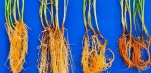 Leia mais sobre o artigo Bactérias em sementes de trigo abrem caminho para novo bioinsumo
