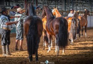 Leia mais sobre o artigo Cavalo Crioulo é destaque na Agenda de Leilões da Expointer