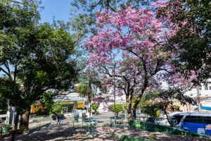 Leia mais sobre o artigo Cuiabá lança guia com o passo a passo para solicitar poda e remoção de árvores
