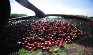 Leia mais sobre o artigo Exportação de café bate recorde histórico para agosto