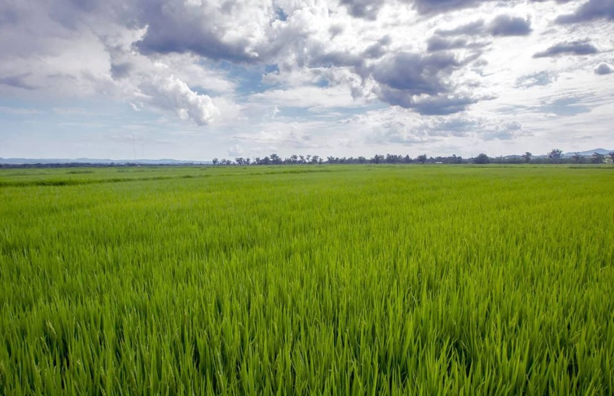 No momento, você está visualizando Google vai usar plantações de arroz no Brasil para combater mudanças climáticas