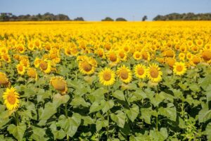 Leia mais sobre o artigo Primavera começou nesta semana com forte influência do El Niño