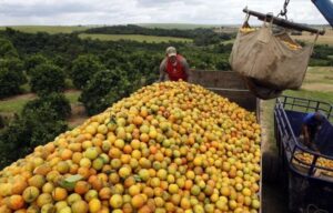Leia mais sobre o artigo Citricultura brasileira abre 11,4 mil empregos no início da safra