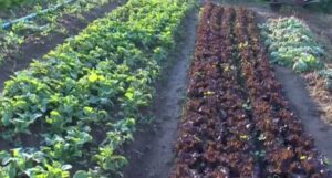 Leia mais sobre o artigo Embrapa firma parceria com a China para levar inteligência artificial à agricultura familiar