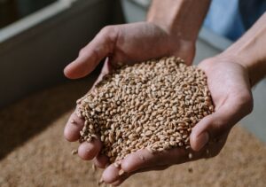 Leia mais sobre o artigo Produção de grãos vai crescer de novo; aposta da Conab é 1,4% em 2026/27