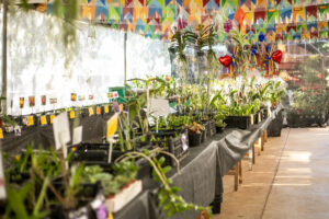 Leia mais sobre o artigo Festival de Orquídeas e Rosas do Deserto começa em Cuiabá nesta quinta (15)