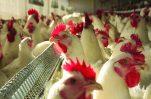 Leia mais sobre o artigo Mato Grosso registra maior volume de exportação de frango em 9 anos, aponta Imea