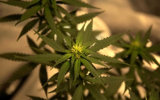 anvisa-propoe-regras-producao-cannabis-medicinal