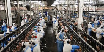 Avicultura brasileira exportou mais de R$ 29,7 bilhões em 2025