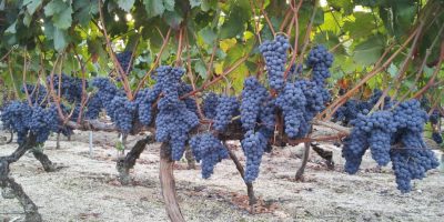 Brasil embarca uvas com tarifa zero à União Europeia