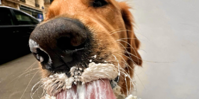 cafeterias-paris-conquistam-pets