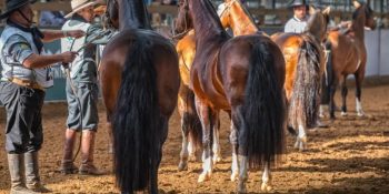 cavalo-crioulo-lider-vendas