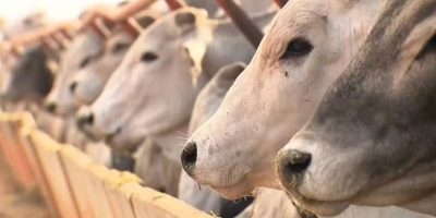 china-pode-atingir-cota-importacao-carne-julho