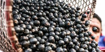 china-vai-importar-polpas-frutas-congeladas-brasil