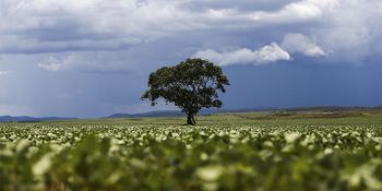 Crédito rural financiou R$ 92,4 bi em áreas com alertas ambientais
