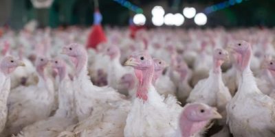 doenca-newcastle-prejudica-exportacoes-brasileiras-frango