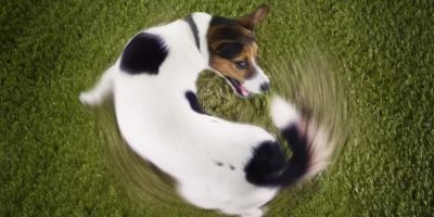 entenda-significa-cachorro-andando-circulos