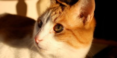 Gatos estão ajudando a desvendar a genética do câncer