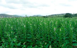 Gergelim ganha espaço como opção de safra em Mato Grosso