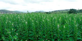 Gergelim ganha espaço como opção de safra em Mato Grosso
