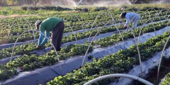 Governo lança Plano Safra com foco em pequenos produtores