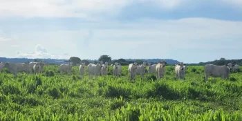 Imac leva campanha sobre regeneração áreas degradadas de MT