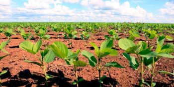 Mato Grosso atinge 21,2% de área plantada de soja, semeadura
