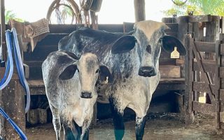 Mato Grosso fecha 2025 com 31,6 milhões de bovinos, diz Indea