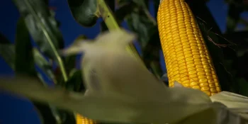 Mato Grosso lidera produção de etanol de milho no Brasil