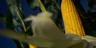 Mato Grosso lidera produção de etanol de milho no Brasil