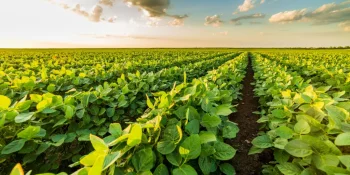 Mercado de soja segue aquecido com demanda forte