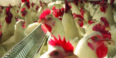 mt-amplia-exportacao-carne-frango-2026