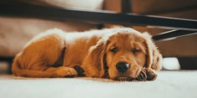 onde-deixar-cachorros-dormirem-baixas-temperaturas