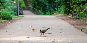 Parques de Várzea Grande são opção gratuita de lazer no feriadão