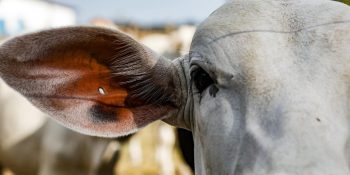 Passaporte Verde entrará em vigor a partir de 2026
