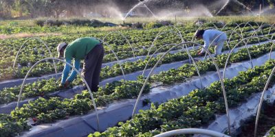 Plano Safra da Agricultura Familiar deve ser anunciado na terça