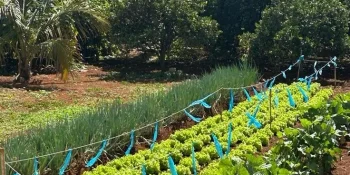 Plantas pouco conhecidas como alimento ganham espaço