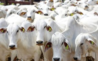 prazo-final-declaracao-estoque-rebanho-mt