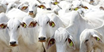 prazo-final-declaracao-estoque-rebanho-mt