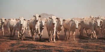 Preço da arroba brasileira pode chegar a US$ 75 no exterior