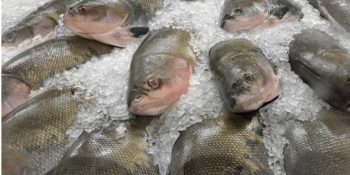 Prefeitura de Cuiabá e UFMT trazem curso do projeto Peixe Santo