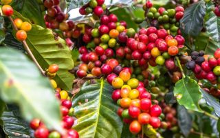 producao-cafe-pode-bater-recorde-2026