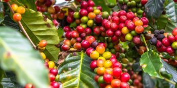 producao-cafe-pode-bater-recorde-2026