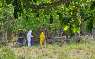 Produção de mel ganha força em Carlinda apoio da Seaf e Empaer