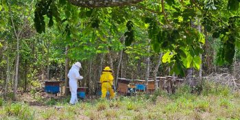 Produção de mel ganha força em Carlinda apoio da Seaf e Empaer