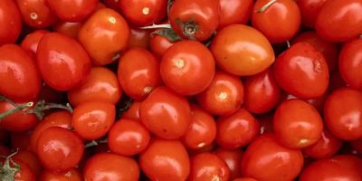 producao-tomate-2026-tem-clima-desafio