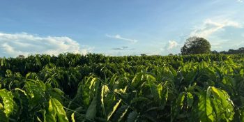 seaf-mt-fortalece-rota-cafe-estado