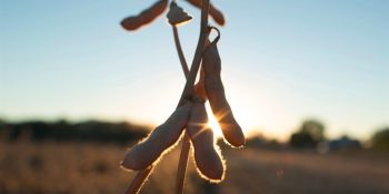 soja-consolidou-mt-maior-produtor-pais